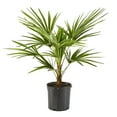thumbnail image 1 of 10" Windmill Palm Live Plant, 1 of 7