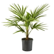 spider plant photo ASSORTED SPIDER PLANT 6in main image 0