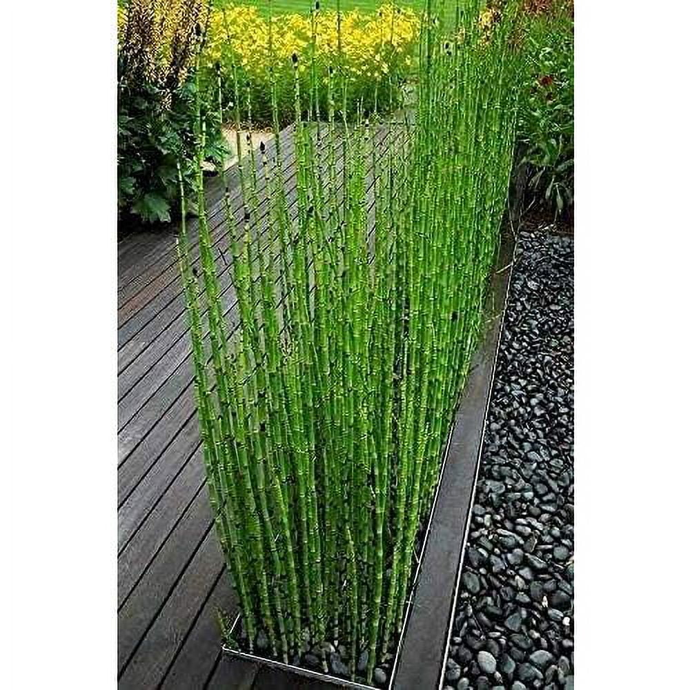 10 X Horsetail Reed That Looks Like Mini Bamboo (Equisetum Hyemale