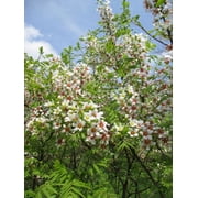 10 Xanthoceras Sorbifolium Shiny Leaf Yellowhorn, Chinese Flowering Chestnut, Raintree, Goldenhorn Seeds/Nuts