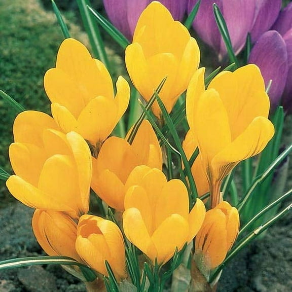 10 Yellow Crocus Bulbs - Made in USA, Ships from Our Iowa Nursery - Grow 10 Yellow Crocus Bonsai Corms