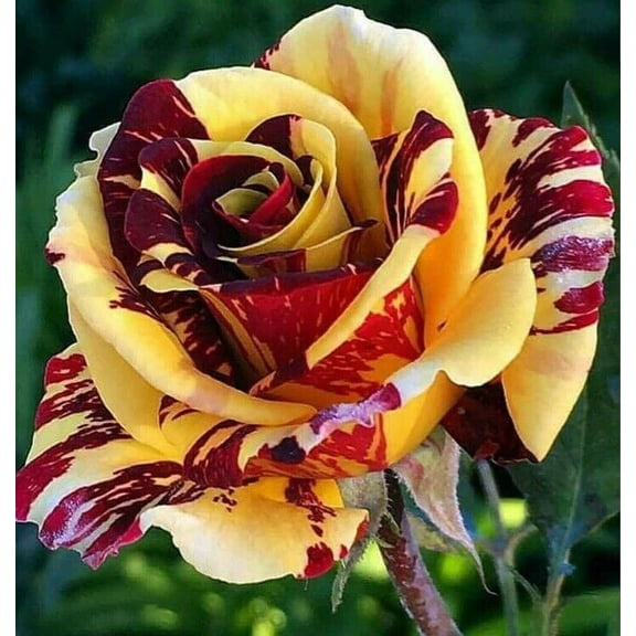 Yellow Red Rose Seeds (10 Pack) Rose Flower Seeds for Planting Outdoors, Mixed Color Bloom Shrub Flowers for Garden Beds & Landscaping