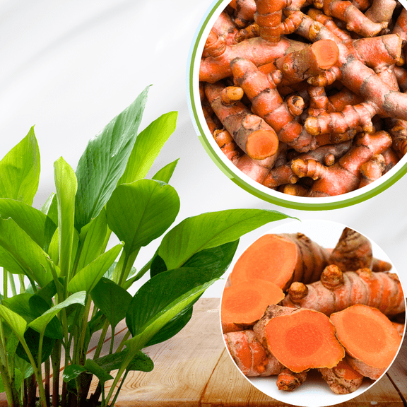 10 Yellow Turmeric Roots (Curcuma Longa), Live Turmeric Rhizomes Vegetable Home Garden