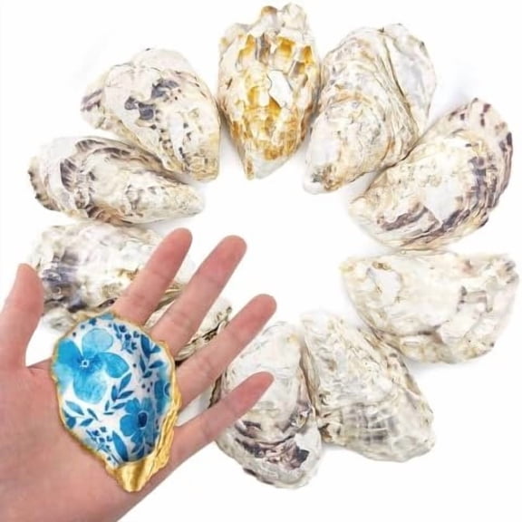 10 count 3-4 Inch Oyster Shells Medium Concave for Crafts