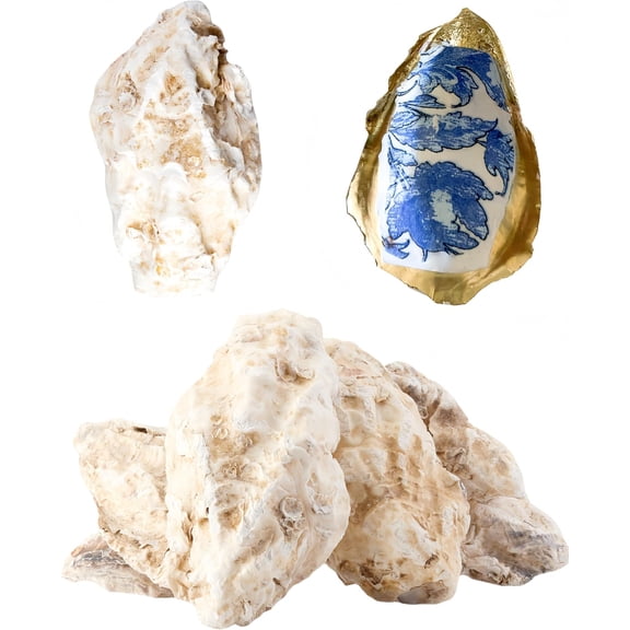 10 count Oyster Shells for Crafts ( 5"-6"), Oyster Shell for Crafting?Painting?Wedding?Christmas?Beach Theme Decor, and Clean?Odor-Free Sea Shells for Crafting