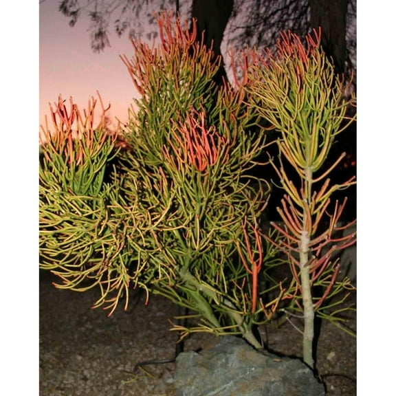 10 cuttings Pencil Cactus Euphorbia Tirucalli Sticks on Fire Succulent Cuttings