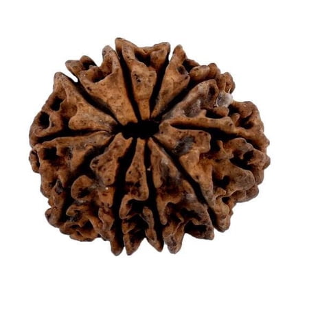 10 face Rudraksha 10 Mukhi Natural Nepal Rudraksha, IGL Certified Rudraksha