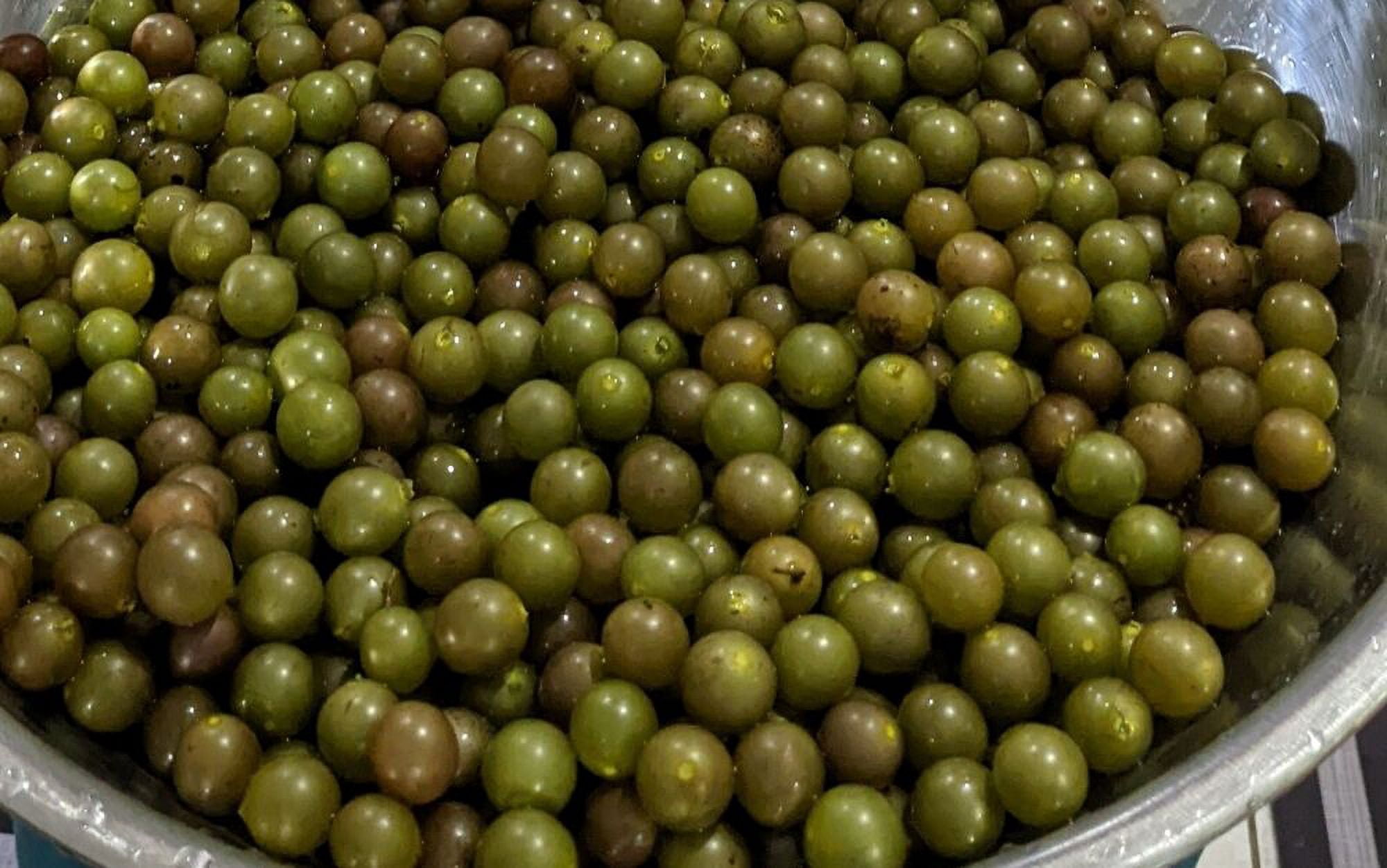 10 fresh thin unrooted cuttings organic golden/bronze muscadine grapes