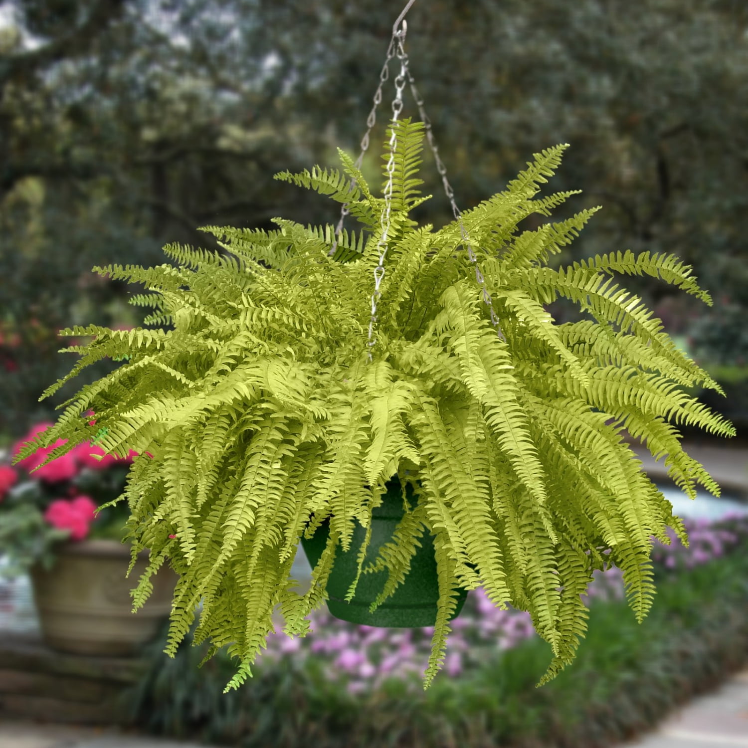 10 in. Boston Fern Hanging Basket Live Houseplant with Indirect Sunlight