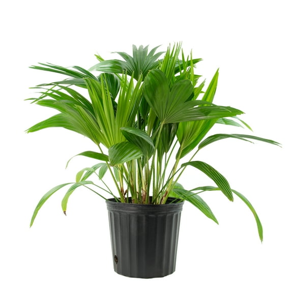 10 in Chinese Fan Palm Live Houseplant with Indirect Sun-1 Piece