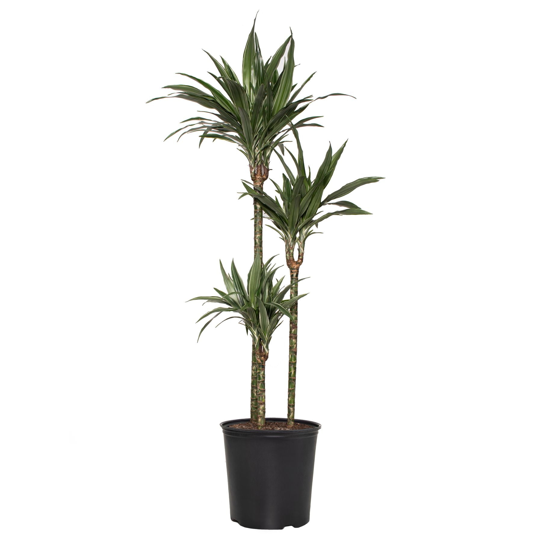 dieffenbachia camille 6