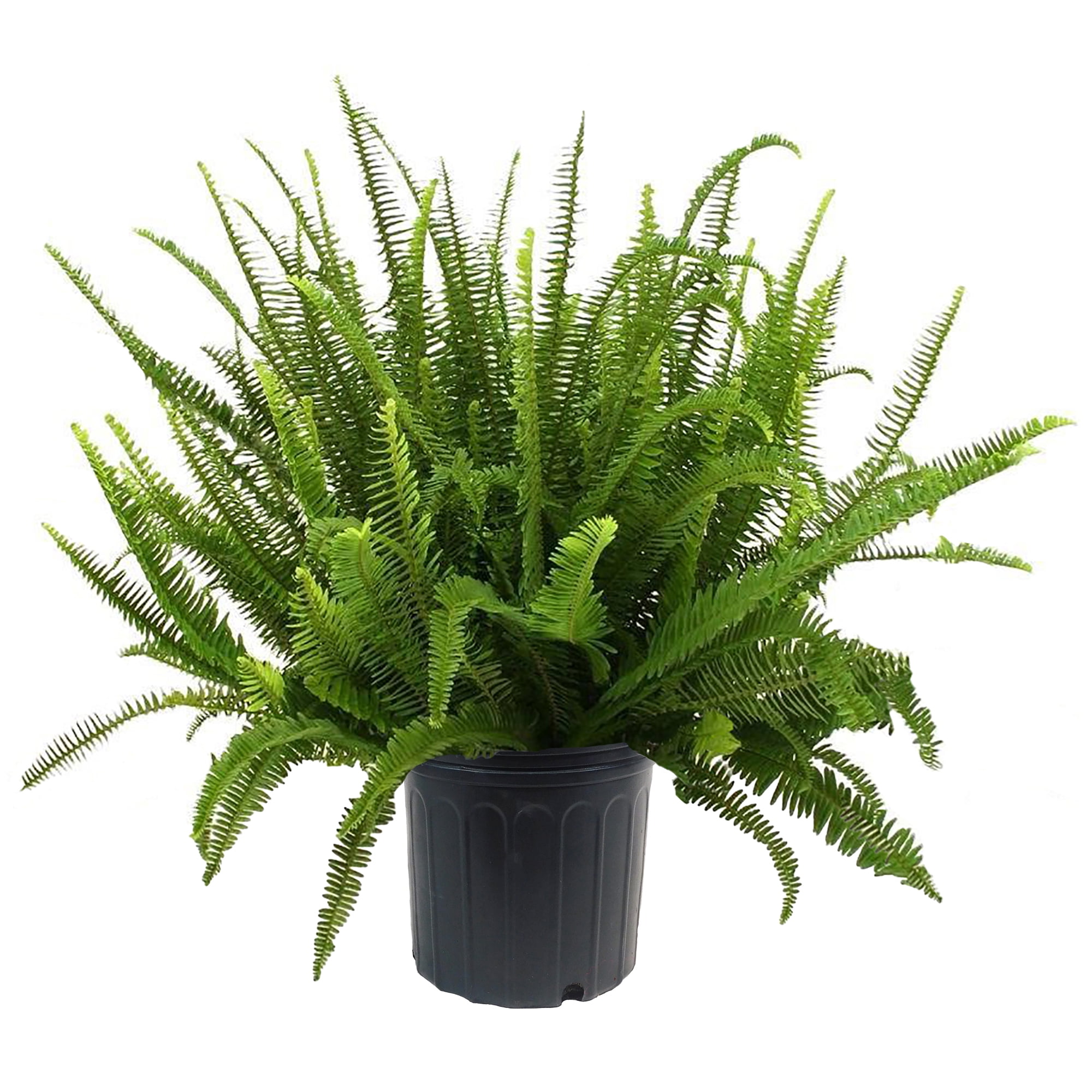 Expert Gardener Kimberly Queen Fern Live Plant in 10 in Grower Pot