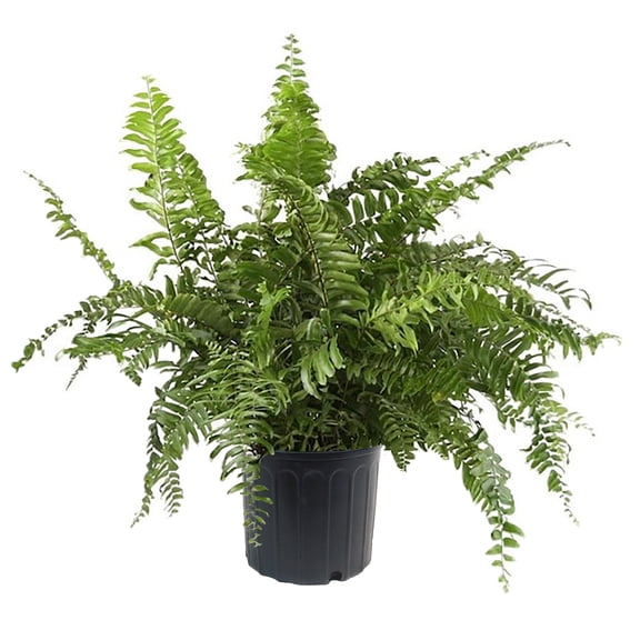 10 in Macho Fern Live Plant