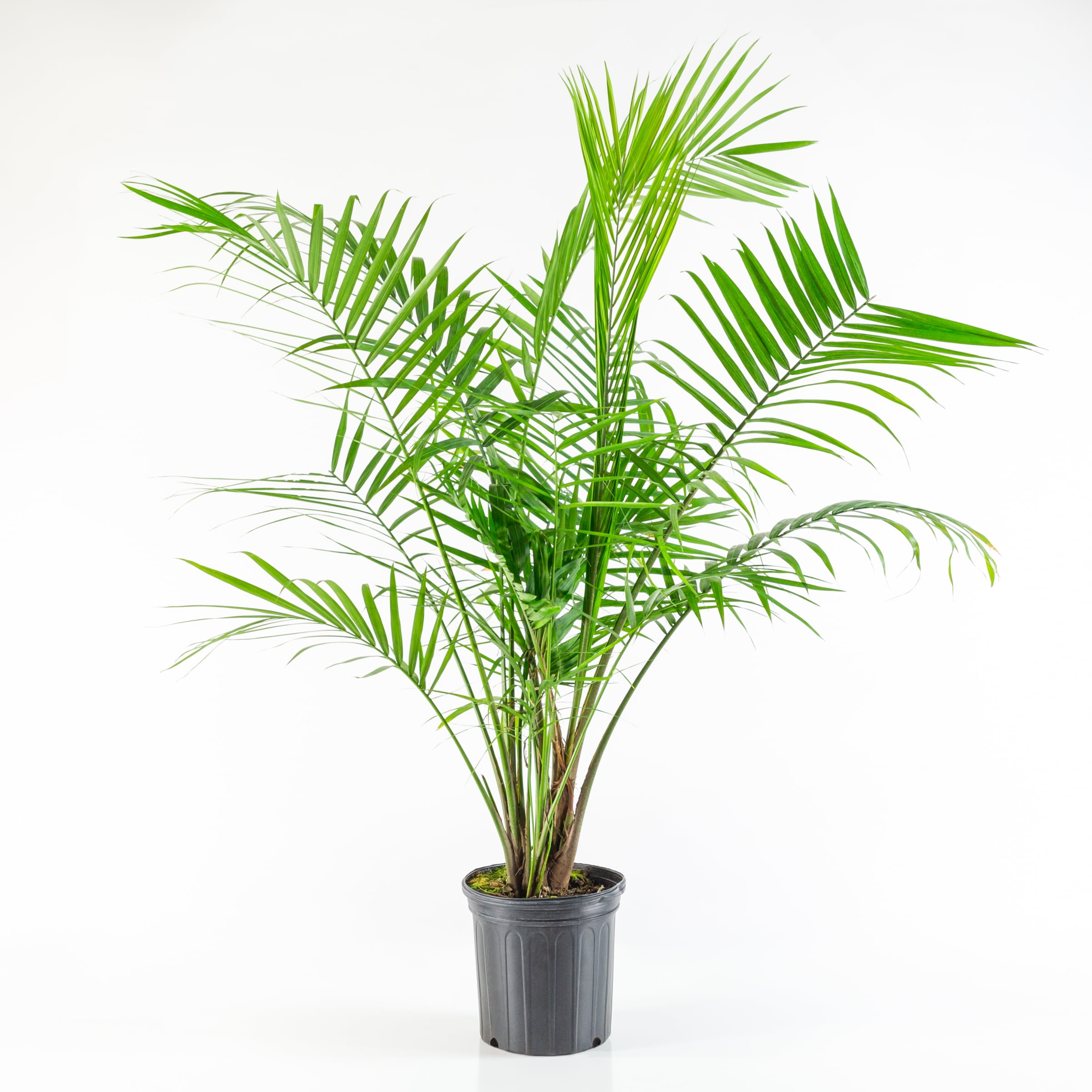 Majesty Palm Live Houseplant in Black Grower Pot