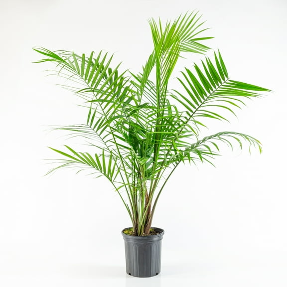 10 in Majesty Palm Live Houseplant with Bright Indirect Sunlight