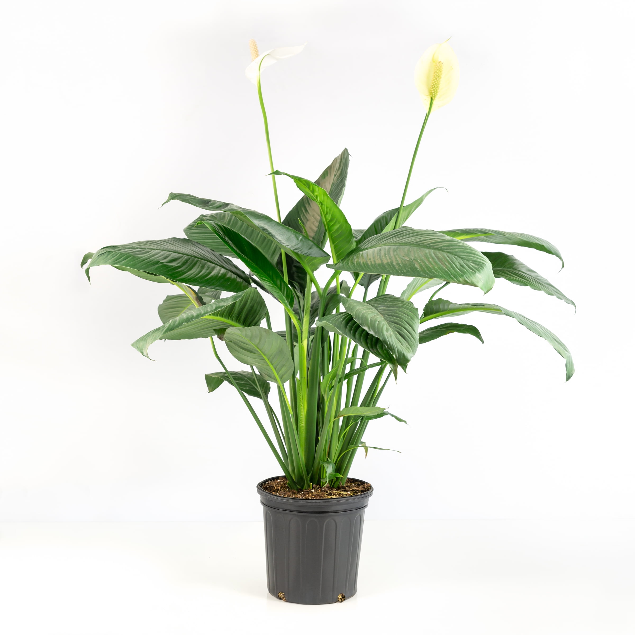 10 in. Peace Lily Live Houseplant with Bright Indirect Sunlight
