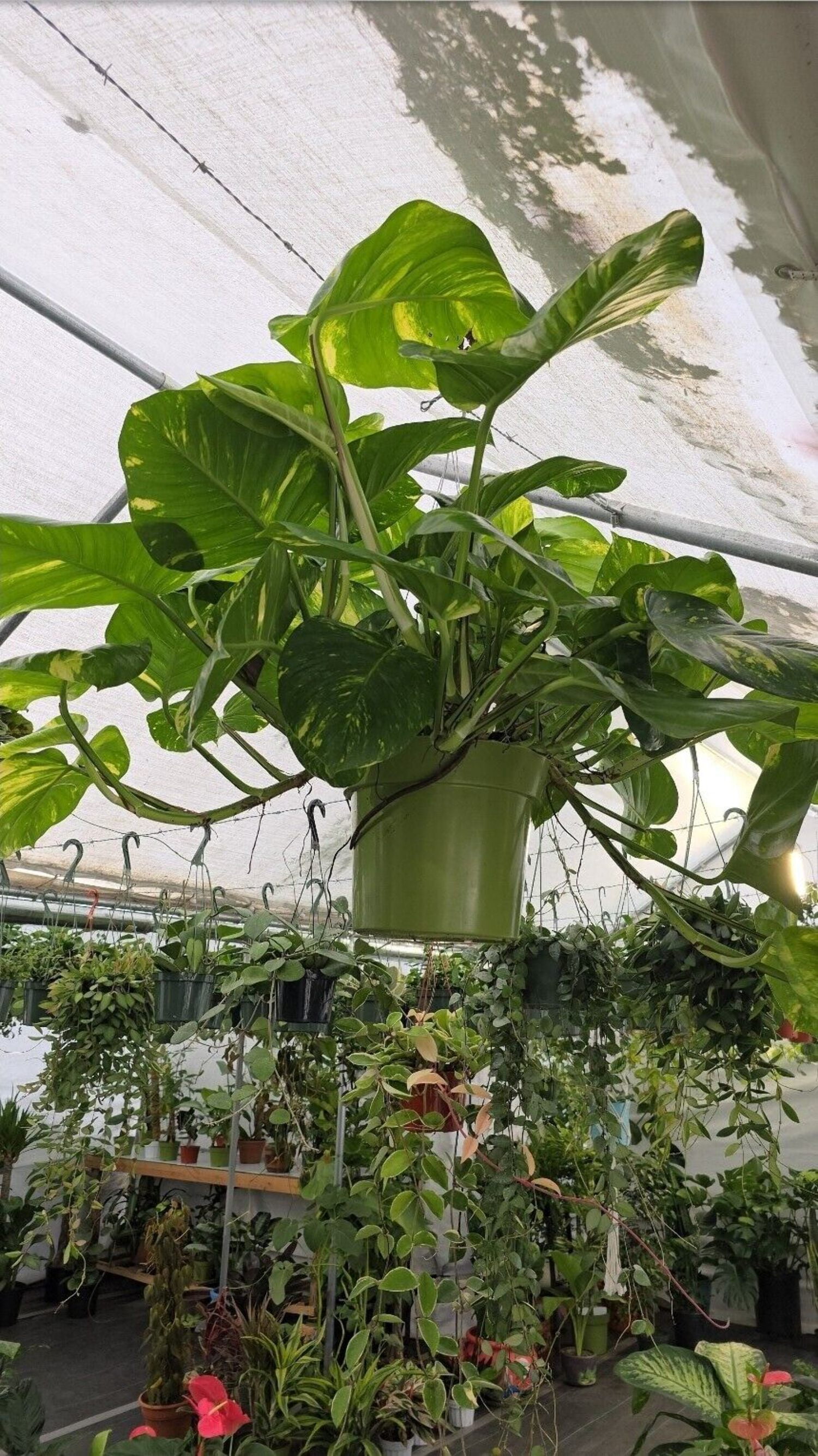 10 inch Pot - 2.5 ft tall Giant Hawaiian Pothos plant, Get Similar To the  picture - Walmart.com