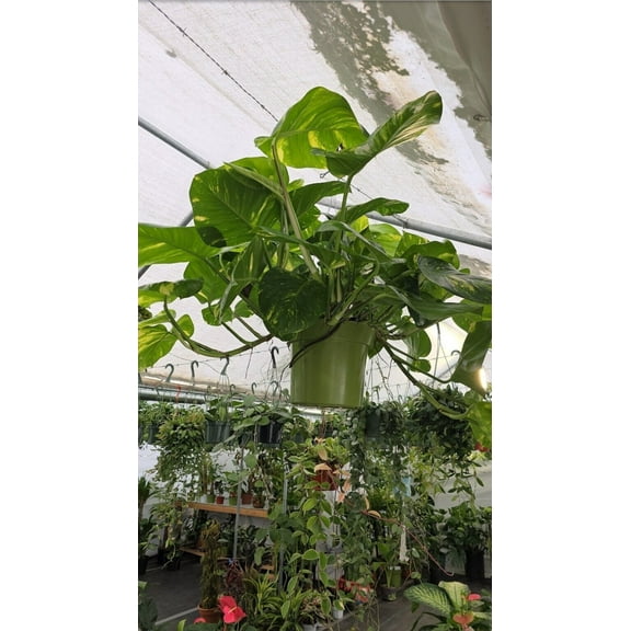 10 inch Pot - 2.5 ft tall Giant Hawaiian Pothos plant, Get Similar To the picture