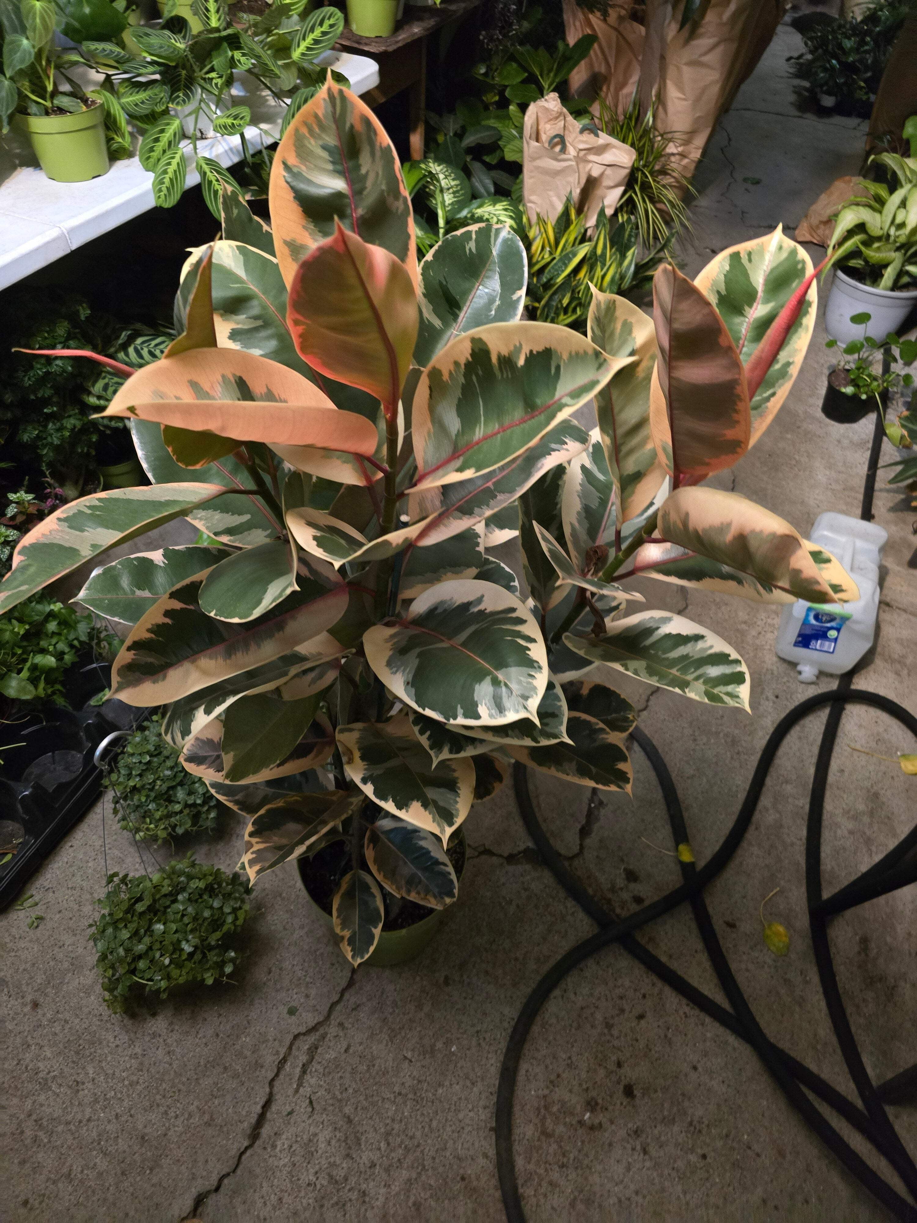10 inch Pot - 4 ft tall XL size Ficus elastica "Ruby" Variegated Rubber Tree  Elegant- Get similar - Walmart.com
