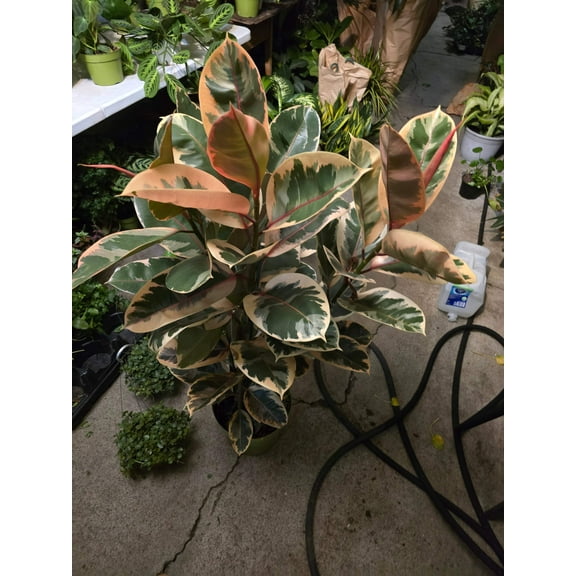 10 inch Pot - 4 ft tall XL size Ficus elastica "Ruby" Variegated Rubber Tree Elegant- Get similar