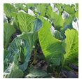 10 lb. Forage Kale Seed for Deer, Cattle, Livestock, & Cover Crop