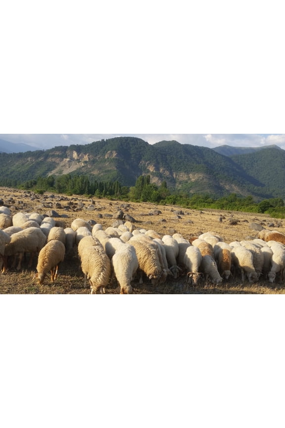 10 lb Hand Washed Natural Wool From Mountain Located Farm Grass Feeded Sheep
