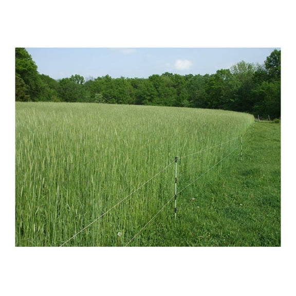 10 lb Wrens Abruzzi Cereal Rye Seed Non-GMO Grain Deer Food Plot Winter Grazing Cattle Game Wildlife Seeds by JL Missouri Parts