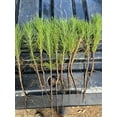 10 loblolly pine tree seedlings 1215 Inches Perfect Transplant Size