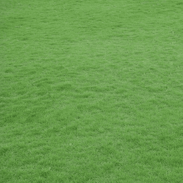100.000 Zoysia Emerald Grass Seeds for Lawn, Zoysia Grass Lawngrass Seeds Emerald Zoysia Ornamental Grasses Seed