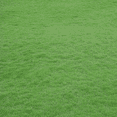 thumbnail image 1 of 100.000 Zoysia Emerald Grass Seeds for Lawn, Zoysia Grass Lawngrass Seeds Emerald Zoysia Ornamental Grasses Seed, 1 of 5