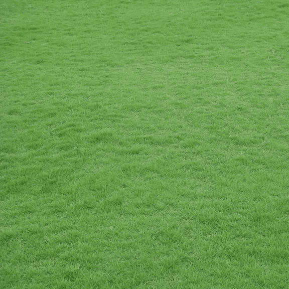 100.000 Zoysia Emerald Grass Seeds for Lawn, Zoysia Grass Lawngrass Seeds Emerald Zoysia Ornamental Grasses Seed