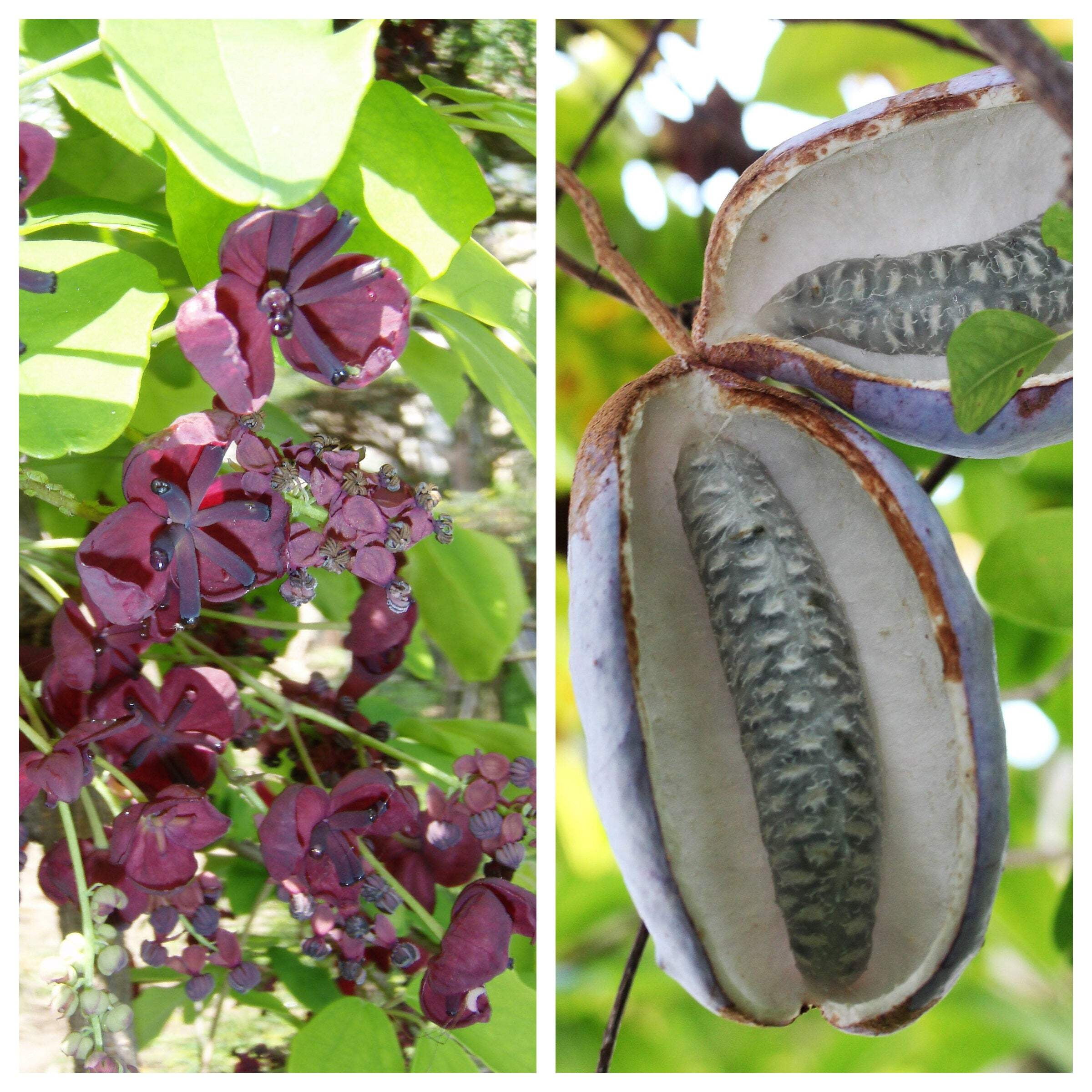100 - 1000 Bulk CHOCOLATE VINE Edible Fruit Akebia Quinata Fragrant Flower Seeds