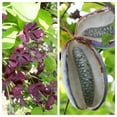 thumbnail image 1 of 100 - 1000 Bulk CHOCOLATE VINE Edible Fruit Akebia Quinata Fragrant Flower Seeds, 1 of 10