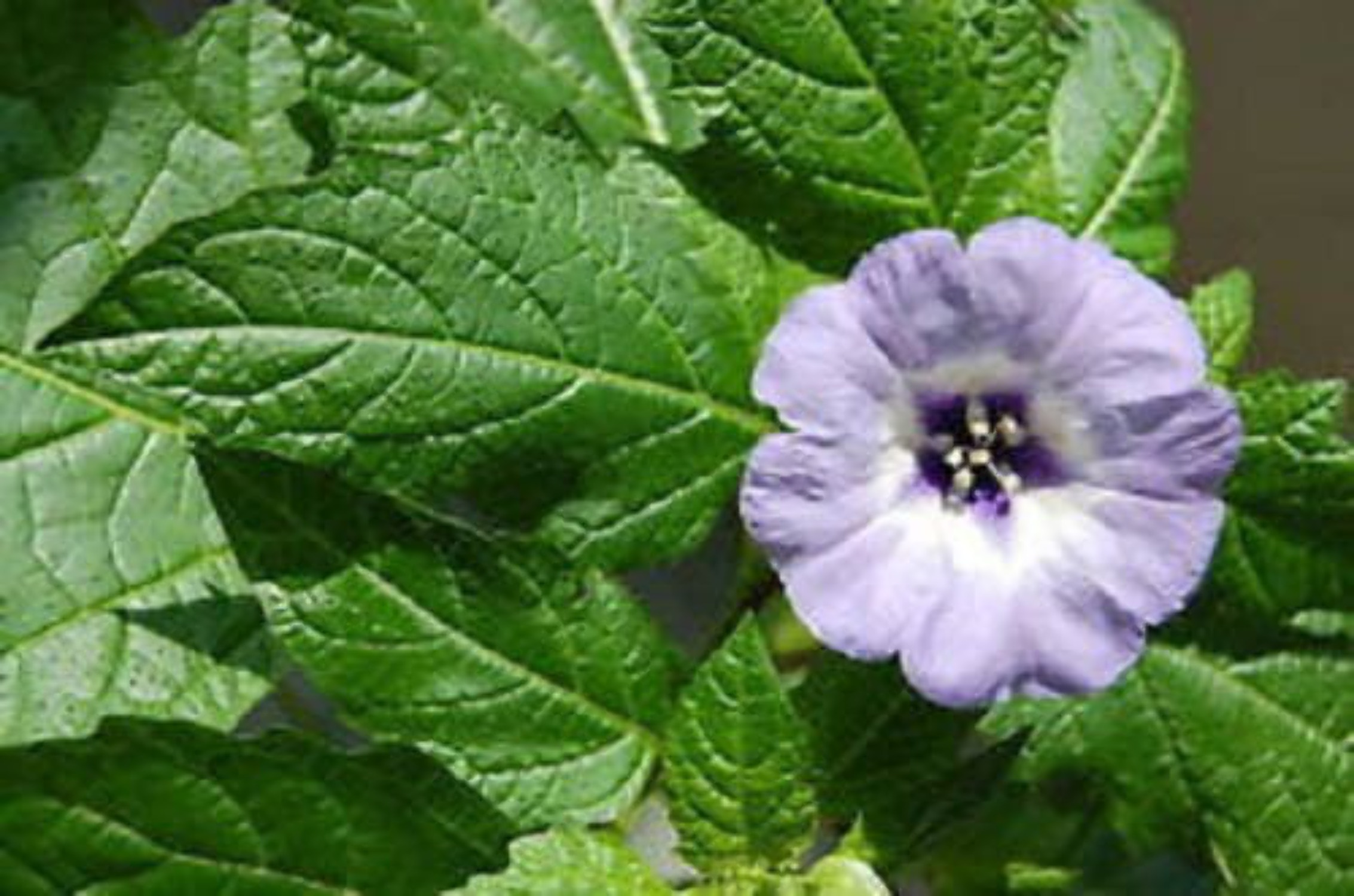 100 APPLE OF PERU Shoofly Plant Nicandra Physalodes Violet Blue Flower Seeds - image 1 of 5