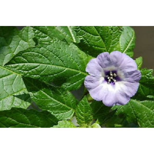 100 APPLE OF PERU Shoofly Plant Nicandra Physalodes Violet Blue Flower Seeds