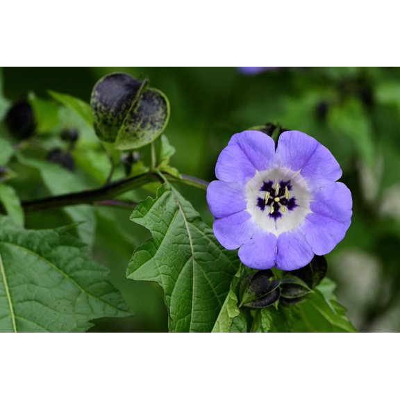 100 APPLE OF PERU Shoofly Plant Nicandra Physalodes Violet Blue Flower Seeds