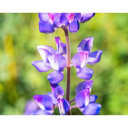 100 ARROYO LUPINE (Hollowleaf Lupine / Succulent Lupine) Lupinus Succulentus Flower Seeds