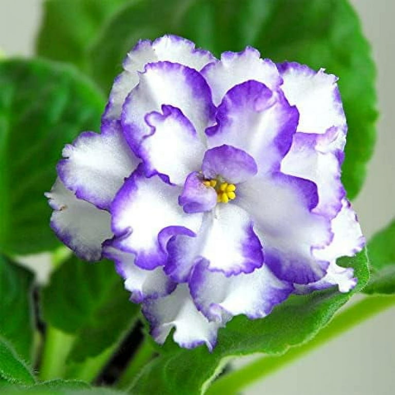100 African Violets Saintpaulias Seeds Premium Non GMO Heirloom Flower Seeds Long lifespan Attractive Houseplant Garden Container Flowering