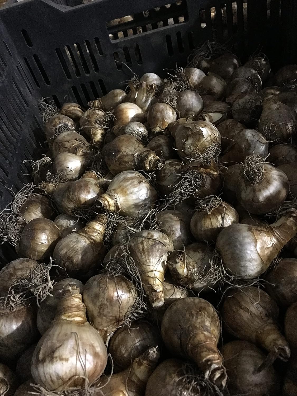 100 All in One Mixture 50 Tulips Bulbs and 50 Daffodil Bulbs a