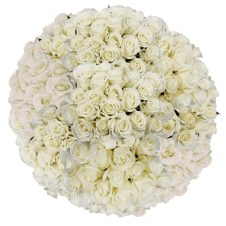 Chic White Roses Beautiful White Roses Flowers Images | Best Flower Site