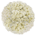 thumbnail image 1 of 100 Assorted White Roses- Beautiful Fresh Cut Flowers- Next Day Delivery at Checkout, 1 of 5