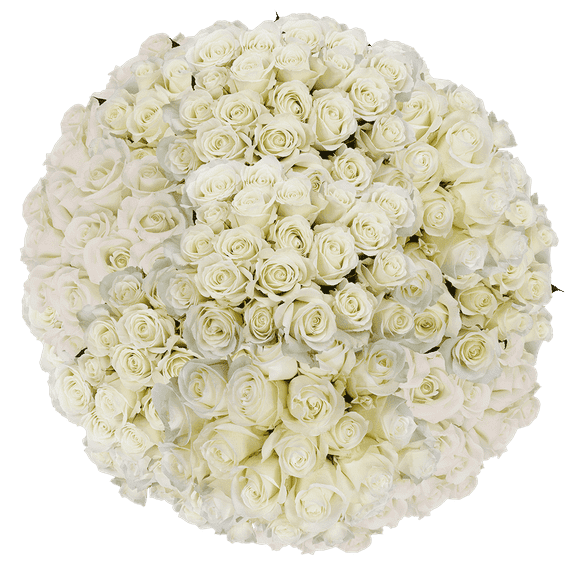 100 Assorted White Roses- Beautiful Fresh Cut Flowers- Next Day Delivery at Checkout