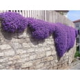 thumbnail image 1 of 100 Aubrieta Seeds - Cascade Purple Flower Seeds, Rock Cress, Perennial, Deer Resistant, 1 of 4