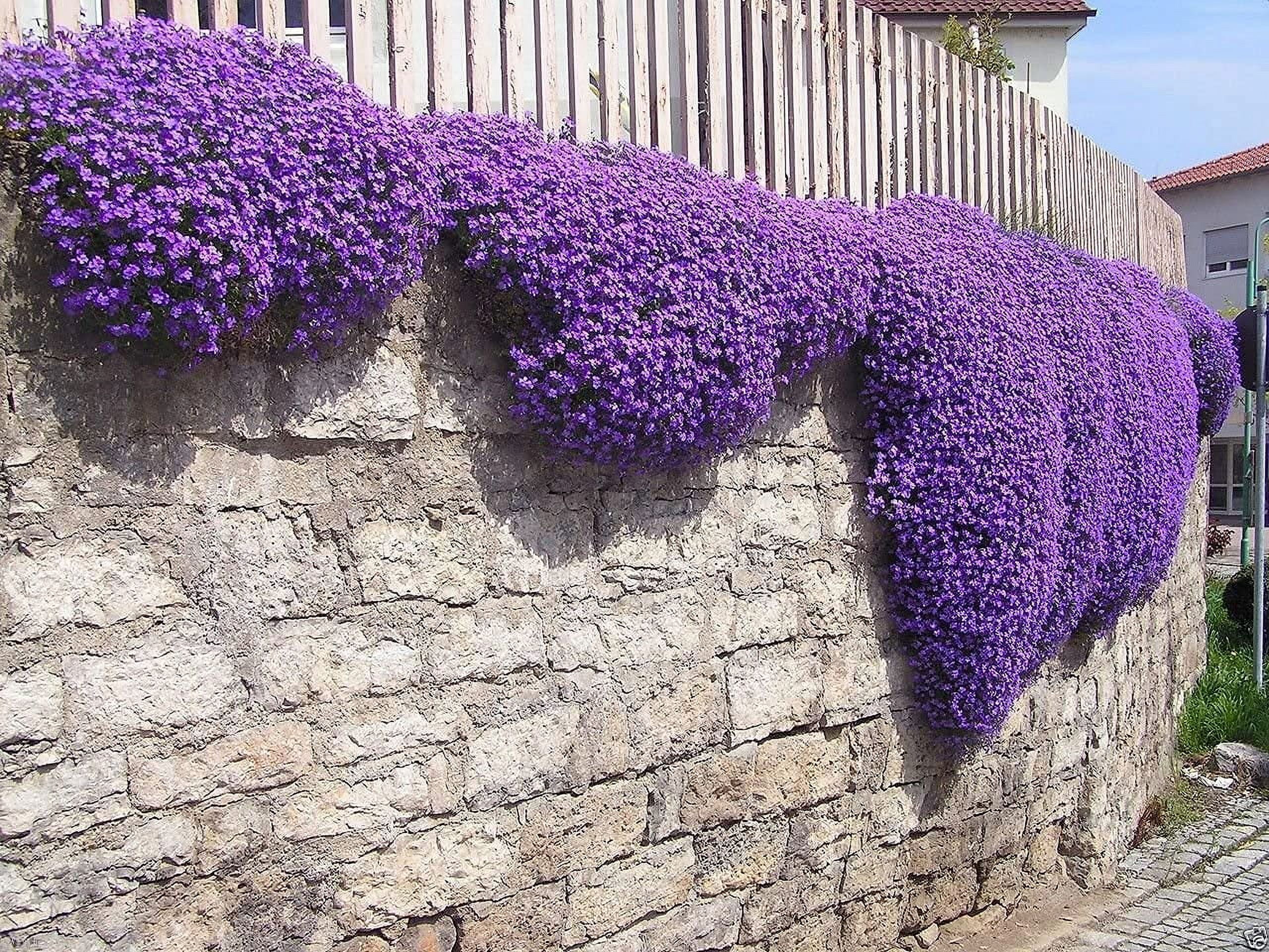 100 Aubrieta Seeds - Cascade Purple Flower Seeds, Rock Cress, Perennial ...