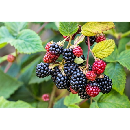 100 *Seeds BLACKBERRY Fruit Bush Rubus Allegheniensis