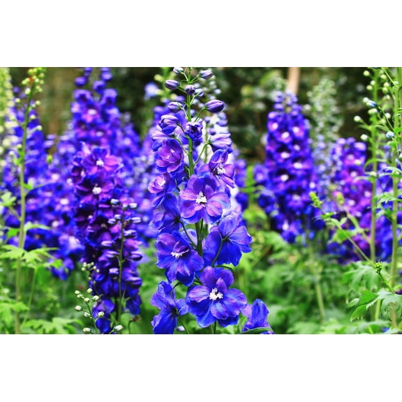 100 BLUE SPIRE LARKSPUR Delphinium Consolida Ambigua Ajacis Flower Seeds