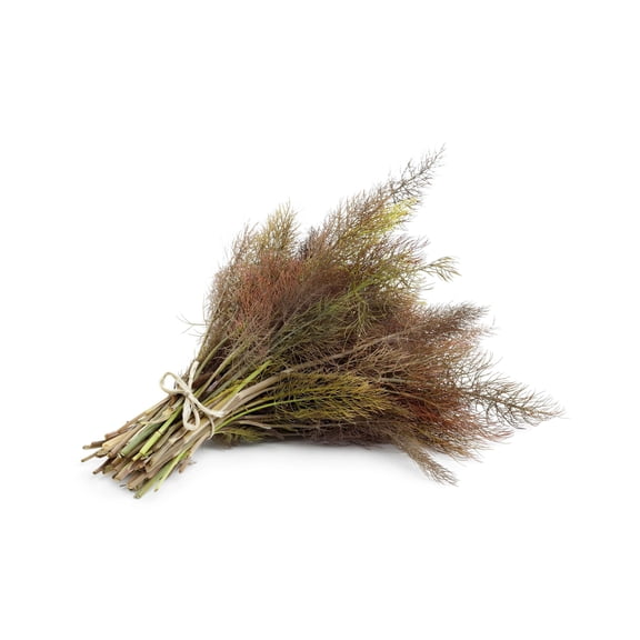 100 BRONZE FENNEL Foeniculum Vulgare Purpureum Herb Bronze Foliage Yellow Flower Seeds