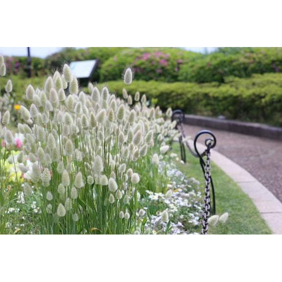 100 BUNNY TAILS GRASS (Hares Tail) Ornamental Lagurus Ovatus Seeds