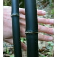 thumbnail image 1 of 100+ Bamboo Seeds for Planting | Exotic and Fast Growing | Ships from Iowa, USA | Landscaping, Privacy, Indoor or Outdoor (Black Bamboo), 1 of 1