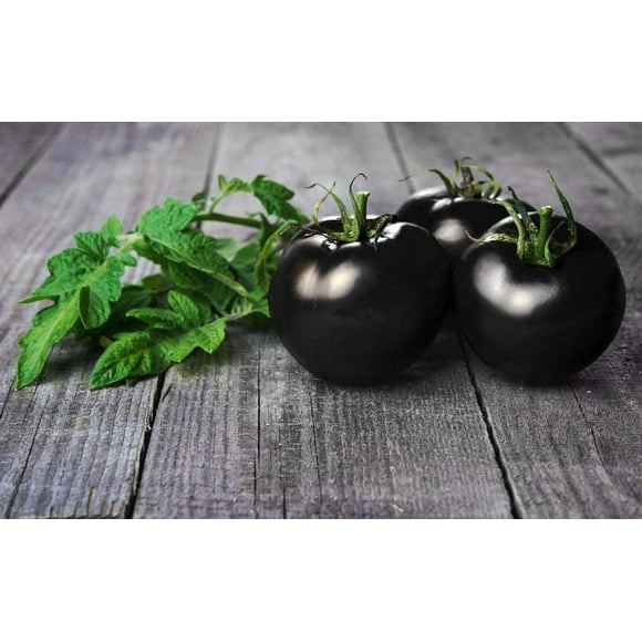 CZ Grain 100 Black Cherry Tomato Plant Seeds, Vibrant Colors and Juicy Sweet Tomatoes